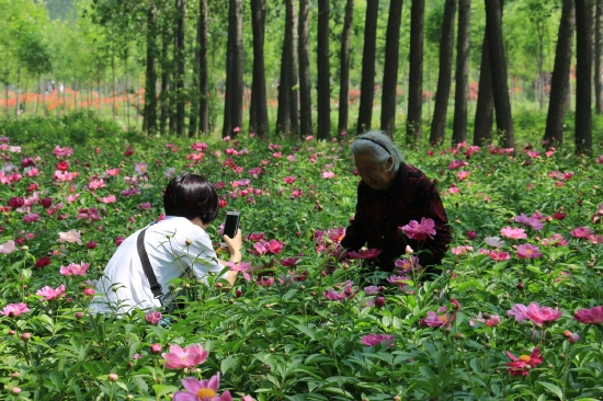 菏澤市東明黃河森林公園游客觀賞牡丹、芍藥。圖片來源：菏澤市攝影家協(xié)會(huì)